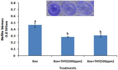 <mark class="highlighted">Thyme Oil</mark> Reduces Biofilm Formation and Impairs Virulence of Xanthomonas oryzae